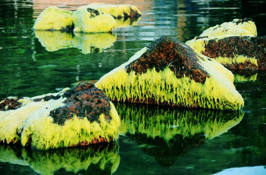 [-]Ngỡ[-]ngàng[-]trước[-]vẻ[-]đẹp[-]mùa[-]rêu[-]biển[-]Nhơn[-]Hải